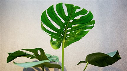 為什么在店里長得好好的植物，買回家就命都沒了？